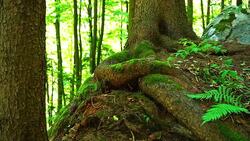 Conifer Tree With Giant Roots Stock Footage