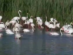 WS PAN View of flamingo group standing in swamp / Saintes Marie de la Mer, Camargue, France  Stock Footage