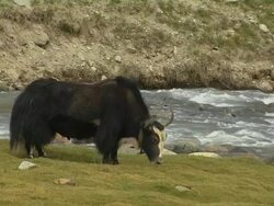 Close Up Shot Yak Grazing Near River Lhasa Tibet China  Stock Footage