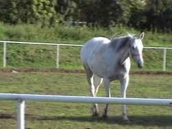 Horse on the meadow Stock Footage