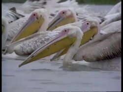 MS Flock of Pelicans moving across water feeding, India Stock Footage