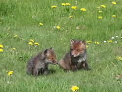 MS Red fox cub  in meadow / vieux pont en auge, Normandy, France Stock Footage