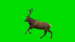 Stag Jumping Green Screen (Loopable) Stock Footage