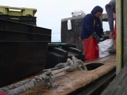Man uses metal hook to move bucket of conch on Cape Cod Stock Footage