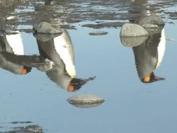 CU, King penguins (Aptenodytes patagonicus)  reflected in puddle, South Georgia Island, Falkland Islands, British overseas territory Stock Footage