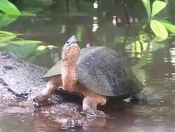 Fresh water turtle in Costa Rica Stock Footage