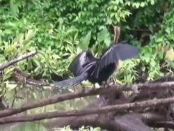 Anhinga drying the feathers Stock Footage