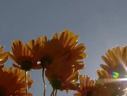 WS TD Shot of Orange Namaqualand daisies backlit by low sun flickering through petals / Namaqualand, Northern Cape, South Africa Stock Footage