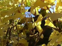 CU Shot of grape harvest in vineyard at Saar Valley / Serrig, Rhineland Palatinate, Germany Stock Footage