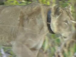 MS TS Collared lioness walking / Okavango Delta, North West District, Botswana Stock Footage