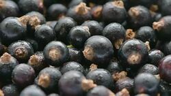 berries of blackcurrant Stock Footage