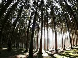  WS Girl walking through fir forest  /  Kastel-Staadt, Rhineland-Palatinate, Germany Stock Footage