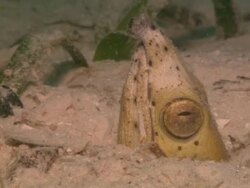  Black-Pitted Snake Eel, head just above eye out of hole, close up. Borneo, Malaysia, Southeast Asia Stock Footage
