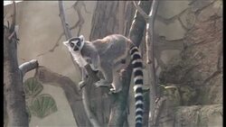 Rare lemur triplets born in Pyongyang Zoo Instructional Video