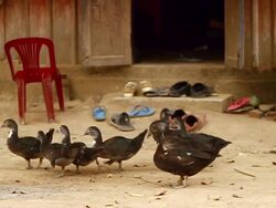 MS TS SLO MO Shot of group of ducks / Village near Luang Prabang, Laos Stock Footage