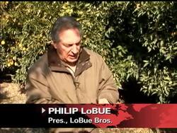 Freezing weather is taking its toll on California's billion-dollar citrus crop, frigid temperatures have ruined up to an estimated three-fourths of the state's produce. Instructional Video