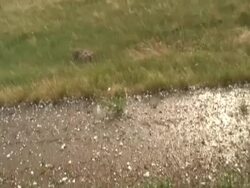Golf ball hail falling on road, golf ball sized hail, MS, USA Stock Footage