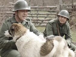 Soldiers and dog Stock Footage