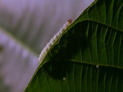 CU of caterpillar walking along leaf edge, Costa Rica Stock Footage