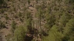 Scrubby trees and shrubs grow along a dry plain. Stock Footage