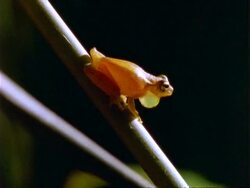 Frog, MCU yellow tree frog on branch, blows out vocal sac.  Panama. Stock Footage