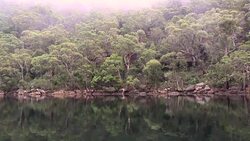 The Australian bush, fog and river,  Pittwater Stock Footage