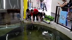 CLEAN : Manatees head to Guadeloupe in first ever repopulation scheme News Clip