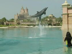Block Shot Dolphin Jumping Dubai United Arab Emirates Stock Footage