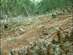 Dung Beetle (superfamily Scarabaeoidea) and elephant dung ball rolls down hillside Stock Footage