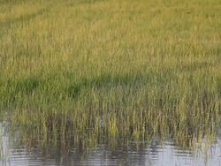 Young rice fields. Stock Footage