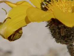 WS TS View of Metallic weevil feeding on pollen in center of orange flower / Namaqualand, Northern Cape, South Africa Stock Footage