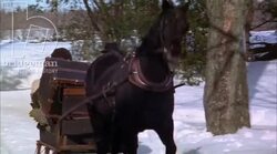Horse and sleigh in the snow, 1908 - reenactment, clip 3 Stock Footage
