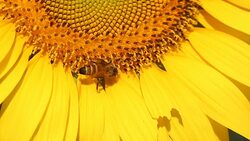 Macro bee eating carpel pistil on sunflower Stock Footage