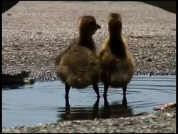 Teaching Baby to Drink Stock Footage