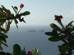 St Barth view of the ocean between tropical flower trees Stock Footage