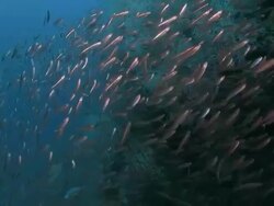 Sardine (I-Wa-Shi) are chasing by Jackfish Stock Footage