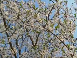 HD: Blossom Trees Stock Footage