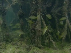 Mangrove, roots, underwater, yellow grunt, underwater, Eleuthera, Bahamas  Stock Footage