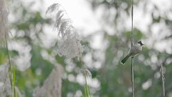 Sooty-headed Bulbul  .Bird perching on branch Stock Footage