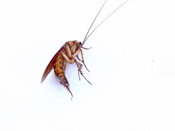 Cockroach Stock Footage