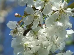 HD: Bee Stock Footage