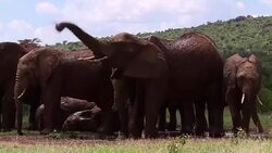 CLEAN : FILE: Africa elephant census reveals dramatic decline News Clip