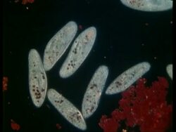 CU microscopic view of Paramecium feeding Stock Footage