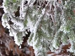 HD: Snow covered branches Stock Footage