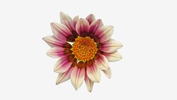 Sun Flower - Gazania blooming in a time lapse video on a white background. Alpha channel included. Stock Footage