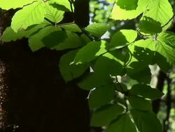 HD: Green leaves Stock Footage