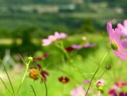 CU Shot of flowers / Fukashima, Tohoku, Japan Stock Footage