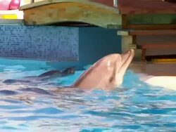 Dolphins in aquapark Stock Footage