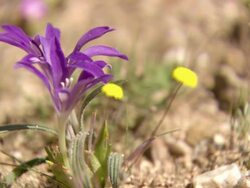 MS Shot of Bobbejaantje succulent with yellow button flowers / Namaqualand, Northern Cape, South Africa Stock Footage
