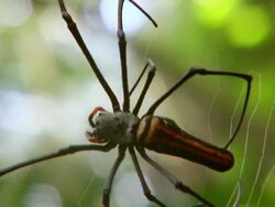 CU Golden orb spider making web / Sulawesi, Indonesia Stock Footage